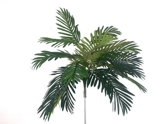 Indoor palm